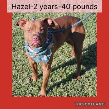 Rescue Pit Bull Terrier Dogs for Adoption in New Iberia, Louisiana - Hazel | PetCurious