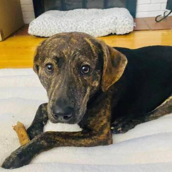 Plott Hound and Mountain Cur Dogs Available for Adoption - Bull | PetCurious
