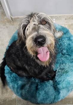 Labradoodle Dogs Available for Adoption - Tizzy | PetCurious
