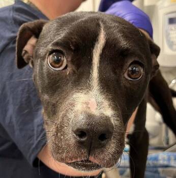 Donnie -  Mixed Breed Dog for Adoption in New York, New York - Donnie | PetCurious