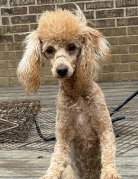 Poodle Dogs Available for Adoption in Horn Lake, Mississippi - Chalupa | PetCurious