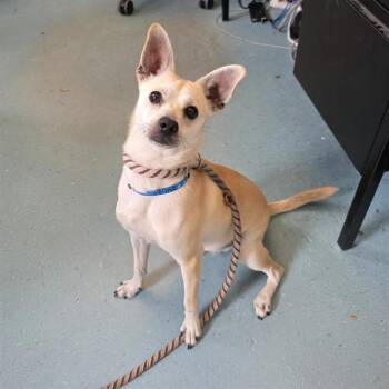 Chihuahua Dogs Available for Adoption in Long Beach, California - ELLIOT | PetCurious