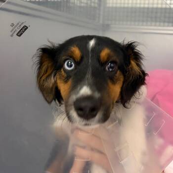 Roxie -  Mixed Breed Dog for Adoption in Mentor, Ohio - Roxie | PetCurious