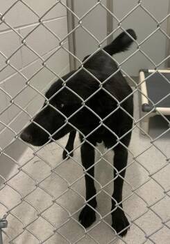 Pepe -  Labrador Retriever and Mixed Breed Dog for Adoption in Rochester, New York - Pepe | PetCurious