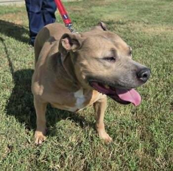 Cissy -  Staffordshire Bull Terrier Dog for Adoption in Larned, Kansas - Cissy | PetCurious