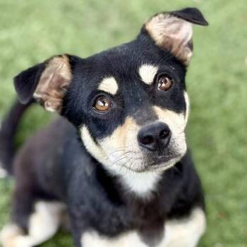 Mason -  Miniature Dachshund and Chihuahua Dog Available for Adoption in Red Bluff, California - Mason | PetCurious