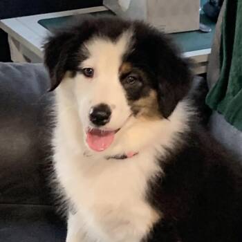 Daisy -  Australian Shepherd Dog for Adoption in Verona, New Jersey - Daisy | PetCurious