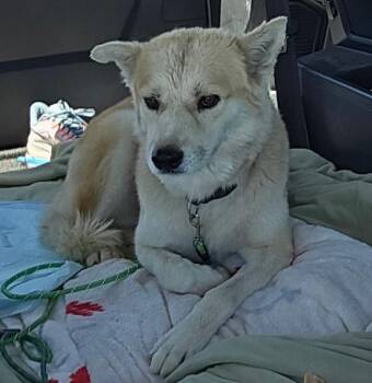 Rescue Labrador Retriever Dogs for Adoption in Las Vegas, Nevada - WHITEY | PetCurious