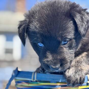 Black Labrador Retriever Dogs Available for Adoption in Andover, Massachusetts - Puck Skates ~ Local Good Luck Charm | PetCurious
