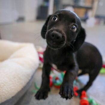 Lilly -  Dachshund and Mixed Breed Dog for Adoption in Bradenton, Florida - Lilly | PetCurious