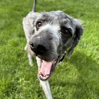 Aussiedoodle Dogs Available for Adoption in Cedar Rapids, Iowa - Art | PetCurious
