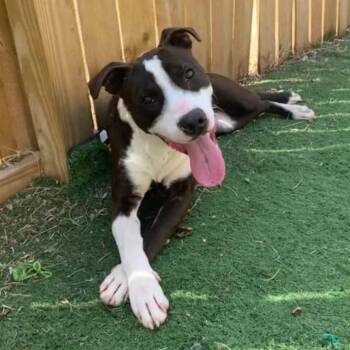 Rescue Terrier and Mixed Breed Dogs for Adoption in St. Louis, Missouri - Mr. Darcy | PetCurious