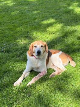 Captain Jack -  Hound Dog for Adoption in Liverpool, New York - Captain Jack | PetCurious