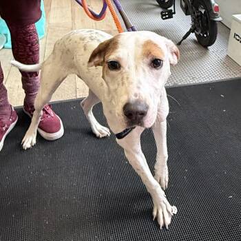 Bella -  Mixed Breed Dog for Adoption in New York, New York - Bella | PetCurious