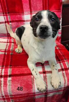 Hound Dogs Available for Adoption - Dawn #48 | PetCurious