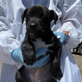 Rudolf -  Shepherd and Mixed Breed Dog Available for Adoption in Edinburg, Texas - Rudolf | PetCurious