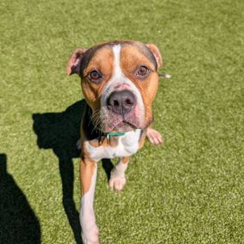 Rescue Pit Bull Terrier and Mixed Breed Dogs for Adoption in Greensboro, North Carolina - Bruno | PetCurious