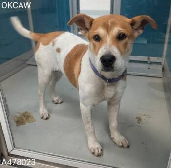 A478023 -  Terrier and Mixed Breed Dog for Adoption in Oklahoma City, Oklahoma - A478023 | PetCurious