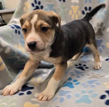 Neapolitan -  Pit Bull Terrier and Mixed Breed Dog for Adoption in Murphysboro, Illinois - Neapolitan | PetCurious