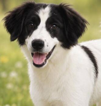 Cleo -  Great Pyrenees and Border Collie Dog for Adoption in Kiowa, Oklahoma - Cleo | PetCurious