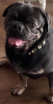 Chandler -  Pug Dog for Adoption in Summerfield, North Carolina - Chandler | PetCurious