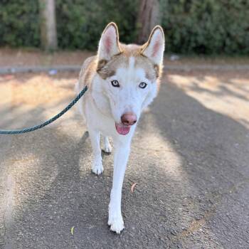 Zaza -  Siberian Husky Dog for Adoption in Oakland, California - Zaza | PetCurious