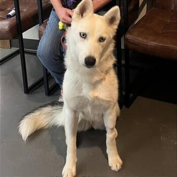 RENO -  Husky and Shepherd Dog Available for Adoption in Brock, Texas - RENO | PetCurious