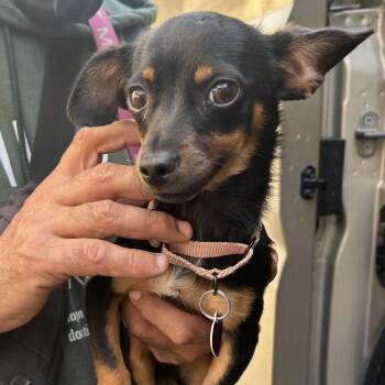 Miniature Pinscher Dogs Available for Adoption in Richmond, California - DALIA | PetCurious