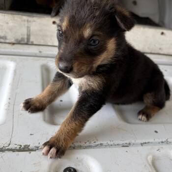 Shepherd Dogs Available for Adoption in Edinburg, Texas - Taterbug | PetCurious