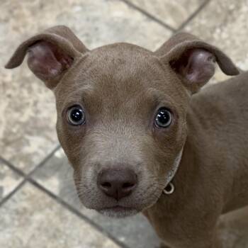 Pit Bull Terrier Dogs Available for Adoption in Jefferson, Wisconsin - Lottie | PetCurious