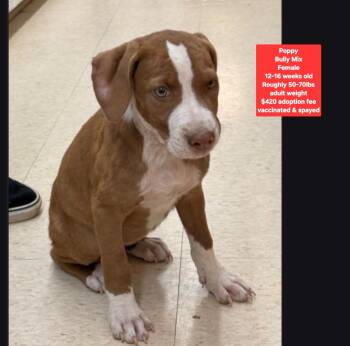 Poppy -  American Bully Dog for Adoption in Oviedo, Florida - Poppy | PetCurious