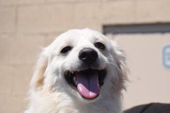 Macadamia -  Spaniel and Pomeranian Dog for Adoption in Pahrump, Nevada - Macadamia | PetCurious