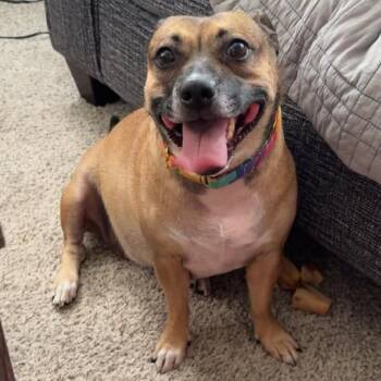 Kona -  Pit Bull Terrier and Chihuahua Dog for Adoption in Wichita, Kansas - Kona | PetCurious