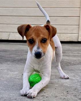 Shimmer -  Jack Russell Terrier Dog for Adoption in Palo Alto, California - Shimmer | PetCurious