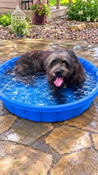BERNARD (Minimal Shedding, Handsome, Loves Water, Loving, Sweet, -  Sheep Dog Dog for Adoption in Houston, Texas - BERNARD (Minimal Shedding, Handsome, Loves Water, Loving, Sweet, | PetCurious