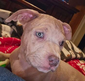 Pit Bull Terrier Dogs Available for Adoption - Caroline | PetCurious