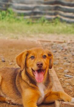 Australian Shepherd and Labrador Retriever Dogs Available for Adoption in San Diego, California - Tagalong | PetCurious