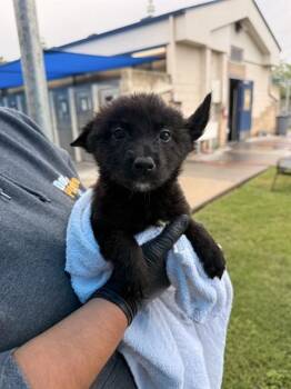 German Shepherd Dog and Mixed Breed Dogs Available for Adoption in Corpus Christi, Texas - MONICA | PetCurious