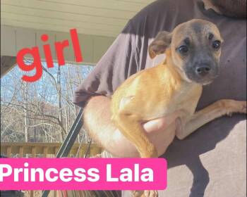 Rescue Chihuahua and Dachshund Dogs for Adoption - Princess LaLa | PetCurious