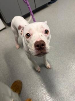 Sniffany Haddish -  Pit Bull Terrier Dog for Adoption in Bloomington, Indiana - Sniffany Haddish | PetCurious
