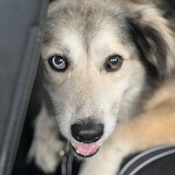 Cinder -  Husky Dog for Adoption in Galveston, Texas - Cinder | PetCurious