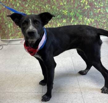 Labrador Retriever and Mixed Breed Dogs Available for Adoption - Static | PetCurious