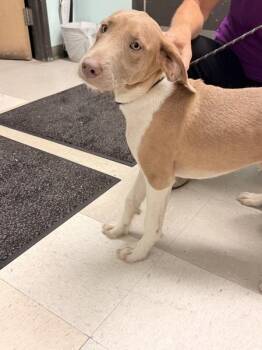 Casper -  Mixed Breed Dog for Adoption in Mobile, Alabama - Casper | PetCurious
