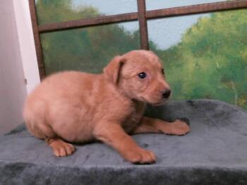 German Shepherd Dog and Mixed Breed Dogs Available for Adoption in Houston, Texas - A2078011 | PetCurious
