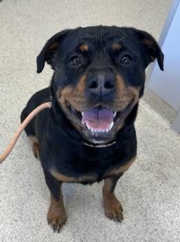 Mixed Breed Dogs Available for Adoption in Lafayette, Indiana - Cleo | PetCurious