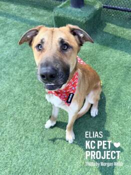 Mixed Breed Dogs Available for Adoption in Kansas City, Missouri - Elias | PetCurious