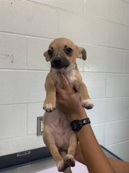 GANGSTER -  Chihuahua Dog Available for Adoption in Corpus Christi, Texas - GANGSTER | PetCurious