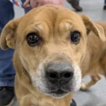 Mixed Breed Dogs Available for Adoption - Sippy AB | PetCurious