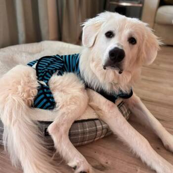 Shiloh -  Great Pyrenees Dog for Adoption in Martinez, California - Shiloh | PetCurious