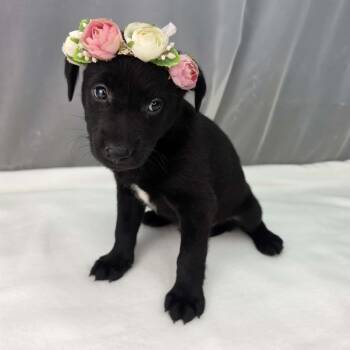 Akron -  Labrador Retriever and Chihuahua Dog for Adoption in Foley, Alabama - Akron | PetCurious